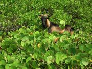 Beef Island Image 4