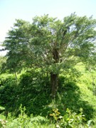 Panama Image 7